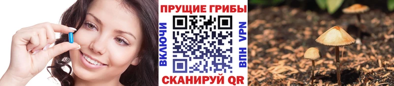 Купить где  Киржач  Галлюциногенные грибы Psilocybe 